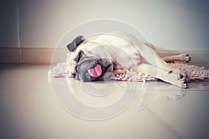 Cute pug dog sleep rest on the floor, over the mat and tongue sticking out in the lazy time