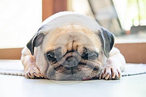 Cute pug dog sleep rest on the floor and tongue sticking out in