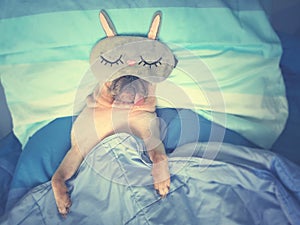 Cute pug dog sleep rest with funny mask in the bed, wrap with bl