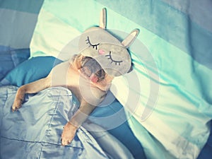 Cute pug dog sleep rest with the funny mask in the bed, wrap wit