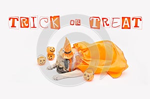 Cute Pug Dog sleep rest and tongue sticking out with Happy Halloween day and pumpkin