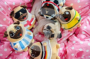 Cute pug dog sleeping rest on the bed, relax time with a lots of