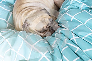 Cute pug dog sleeping rest in her bed. Relaxation in the lazy times