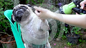 Cute pug dog taking a shower with shampoo and water at outdoor