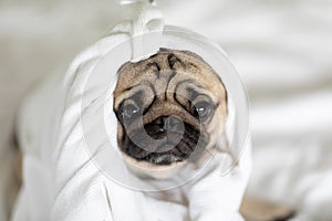 Cute pug dog in a towel after bath