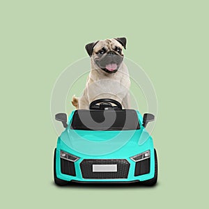 Cute Pug dog in toy car on light green background