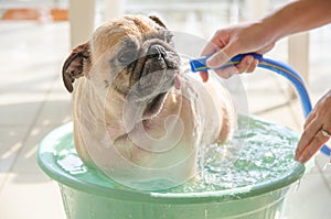 Cute pug dog wash body, taking a bath on basin