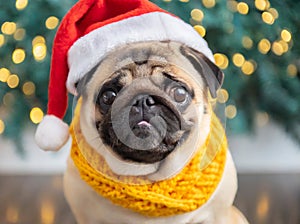 A cute pug dog wearing a Santa hat and scarf.