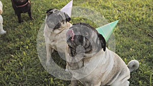 cute pug dogs on the birthday party