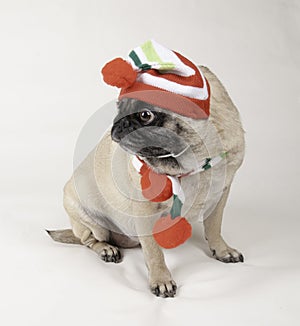 Cute Pug Dressed Up for Christmas.