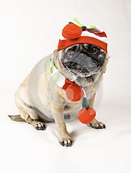 Cute Pug Dressed Up for Christmas.