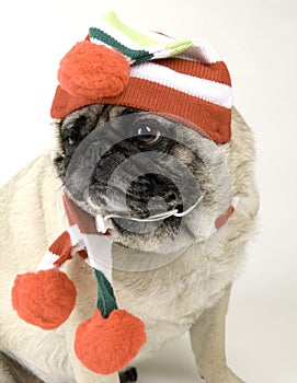 Cute Pug Dressed Up for Christmas.