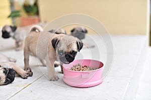 Cute Pug eating feed in dog bowl