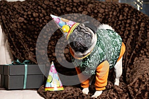 A cute pug in a festive cap celebrates his first birthday. Birthday of dogs, pets.