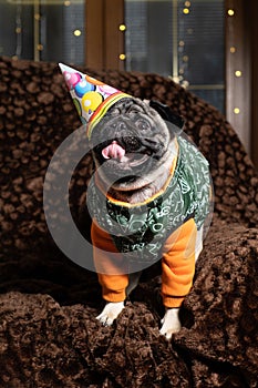 A cute pug in a festive cap celebrates his first birthday. Birthday of dogs, pets.