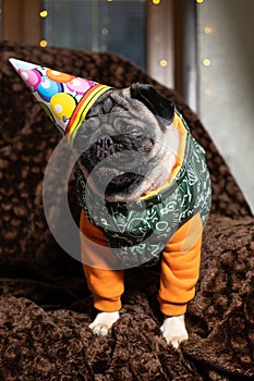 A cute pug in a festive cap celebrates his first birthday. Birthday of dogs, pets.