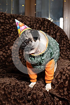 A cute pug in a festive cap celebrates his first birthday. Birthday of dogs, pets.