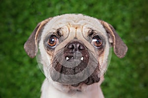 cute pug in front of a green background studio shot portrait SHALLOW DOF on mouth