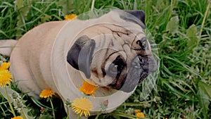 Cute pug on the green grass among the dandelions