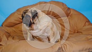 Cute pug on large pillow. Portrait of charming dog resting on soft litter.