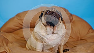 Cute pug on large pillow. Portrait of charming dog resting on soft litter.