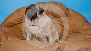Cute pug on large pillow. Portrait of charming dog resting on soft litter.