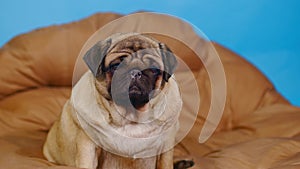 Cute pug on large pillow. Portrait of charming dog resting on soft litter.