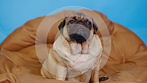 Cute pug on large pillow. Portrait of charming dog resting on soft litter.