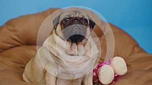 Cute pug on large pillow. Portrait of charming dog resting on soft litter.