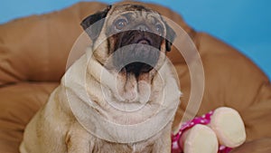 Cute pug on large pillow. Portrait of charming dog resting on soft litter.