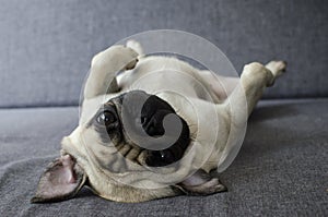 Cute pug laying on back
