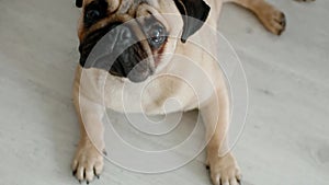 Cute pug laying on the floor