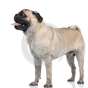 Cute pug panting and sticking out tongue