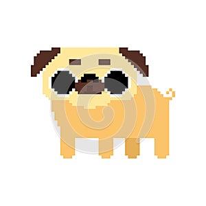 Cute Pug pixel art. nice dog 8 bit. Pet vector