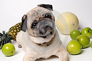 Cute pug playing with fruits
