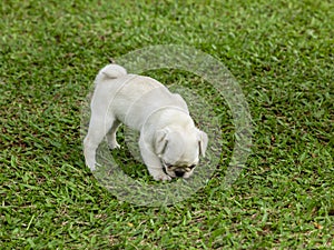 Cute pug puppies playing in the garden