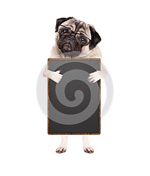 Cute pug puppy dog with glasses, standing up holding blank blackboard sign and giving a like with thumb, isolated on white