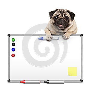 Cute pug puppy dog hanging with paws on blank marke white board with markers and magnets