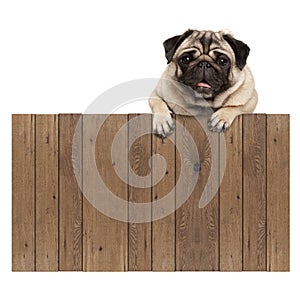 Cute pug puppy dog hanging with paws on blank wooden fence promotional sign