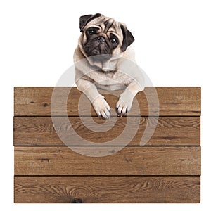 Cute pug puppy dog hanging with paws on blank wooden promotional sign, isolated on white background