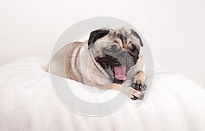 Cute pug puppy dog lying down yawning on fuzzy blanket