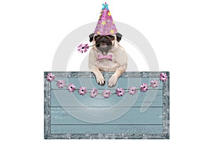 Cute pug puppy dog with pink party hat hanging on blank blue wooden sign with flowers