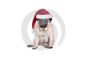 Cute pug puppy dog with santa hat for Christmas, sitting down, looking grumpy