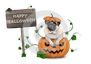 Cute pug puppy dog sitting in carved pumpkin with scary face, wearing lid as hat, with wooden sign saying happy halloween