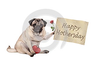 Cute pug puppy dog sitting down holding vintage paper sign with text happy mothersday, isolated on white background