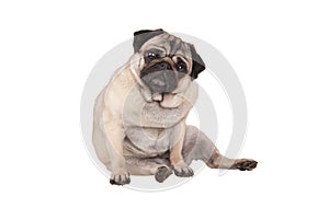 Cute pug puppy dog sitting down, isolated on white background