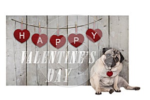 Cute pug puppy dog sitting down next to wooden fence of used scaffolding wood with red hearts and text happy valentines da