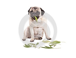 Cute pug puppy dog sitting and eating Cannabis sativa weed leafs, on white background