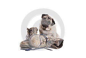 Cute pug puppy dog sitting next to pair of old work boots, isolated on white background