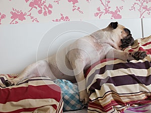 Cute pug puppy dog sleeping on the bed.